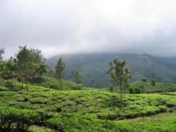 Munnar Honeymoon Packages